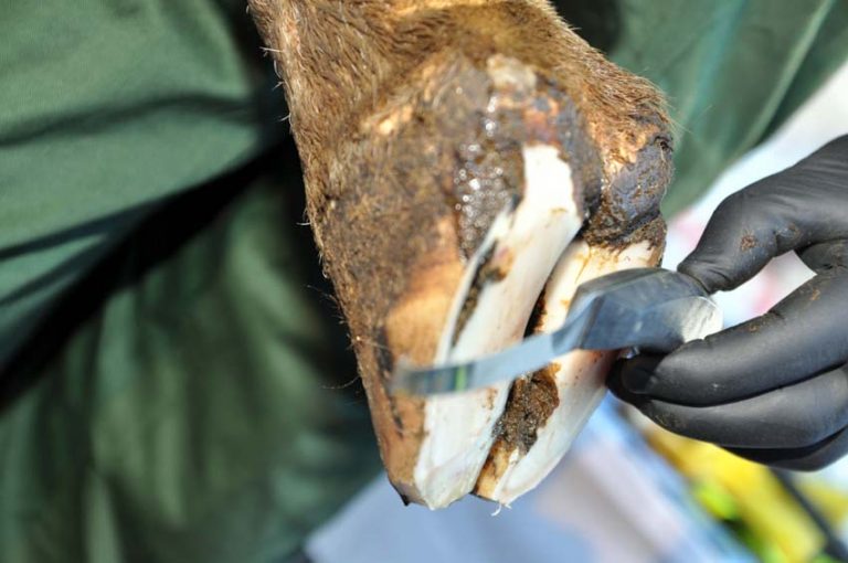 Read more about the article Dairy Farmers Urged to Review Their Hoof Care Practice