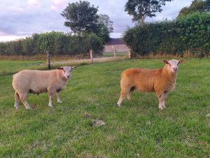 compact-lambing-ram