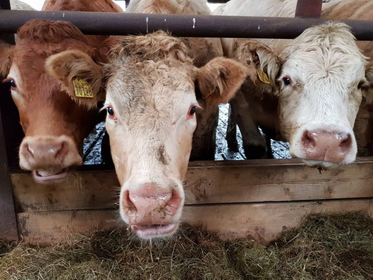 heifers-winter-housing