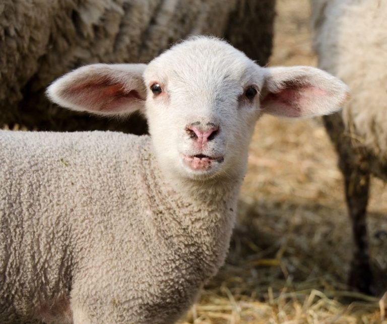 Read more about the article Be Prepared for Lambing Season