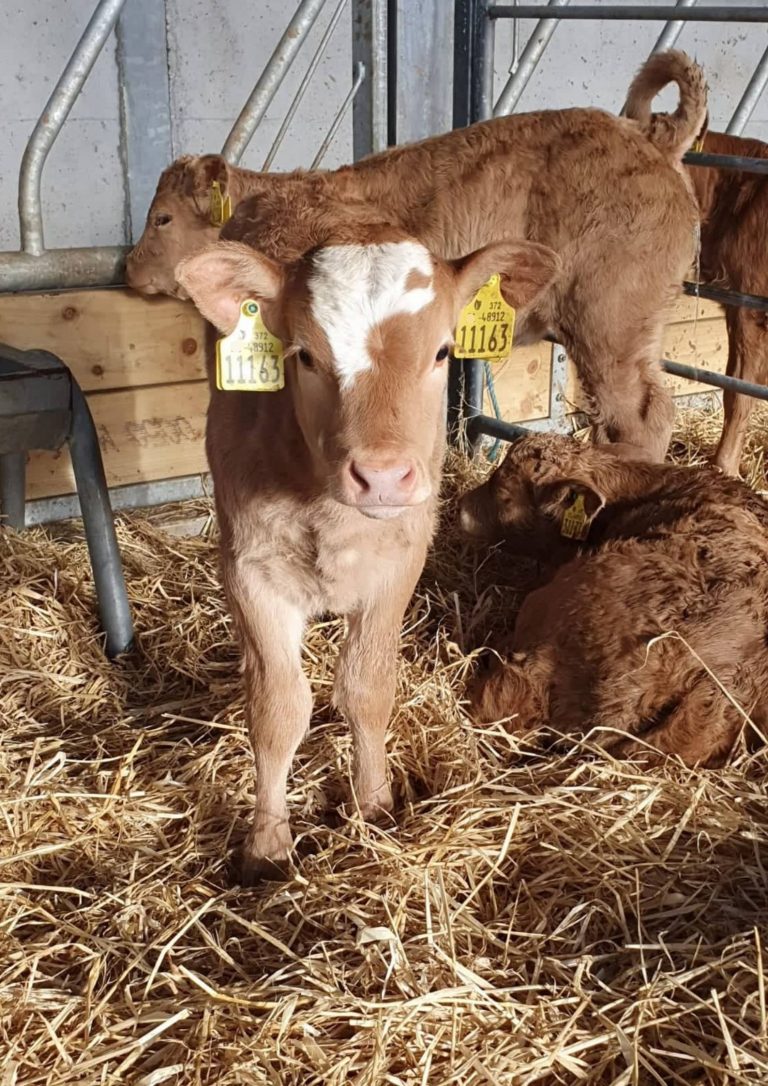 calves-ireland-work