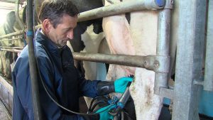 milking-cows-summer