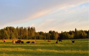 summer-mastitis-signs