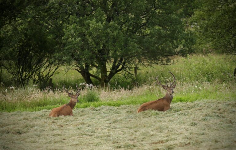 Read more about the article FRS Co-Op Appoints Local Coordinators to Tackle Ireland’s Wild Deer Hotspots