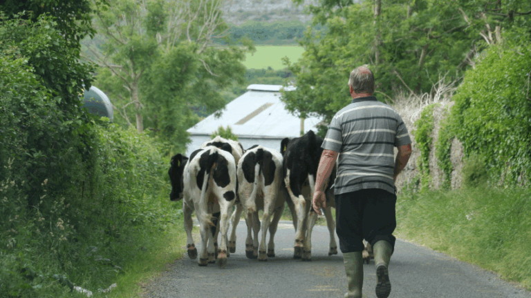Irish Dairy Farmers Fear Nitrates Derogation Loss – FRS Survey 2025