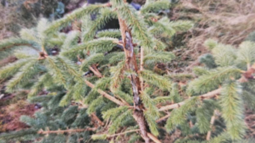 Biodiversity