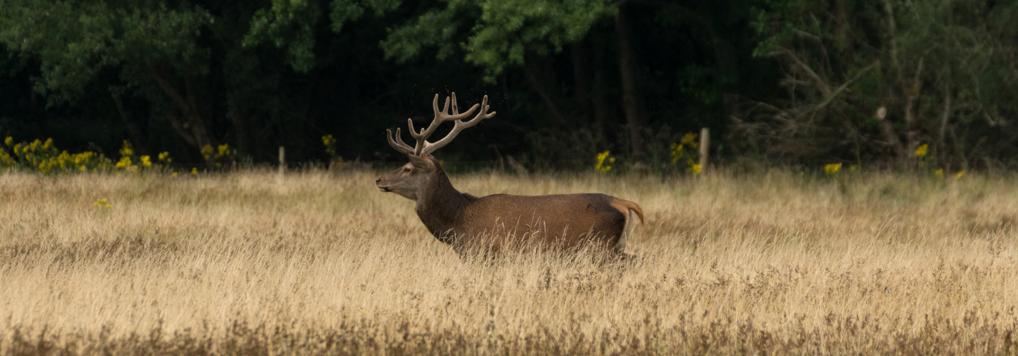 Sustainable Deer Management Across Ireland