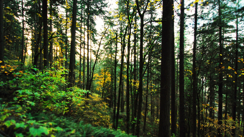 Forestry