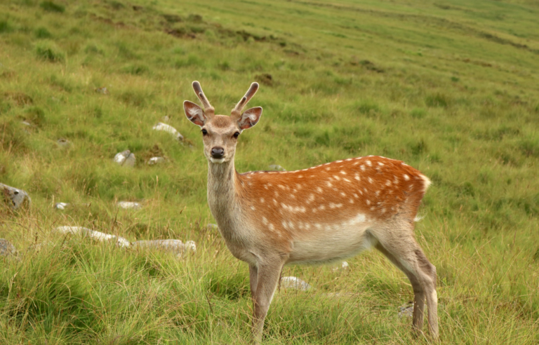 Deer Problems Costing Irish Farmers Up to €180 per Acre